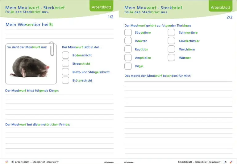 Wiesentiere - Steckbriefe, Freiarbeit Arbeitsblätter für Klasse 1 und 2 Grundschule