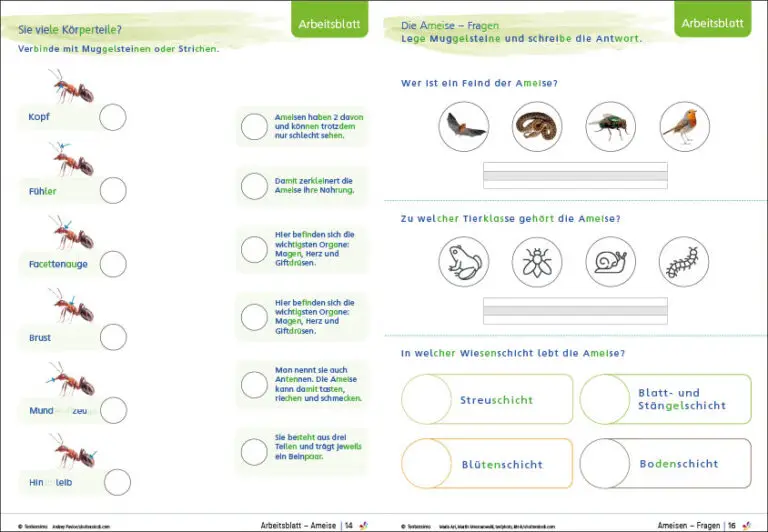 Wiesentiere - Steckbriefe, Freiarbeit Arbeitsblätter für Klasse 1 und 2 Grundschule