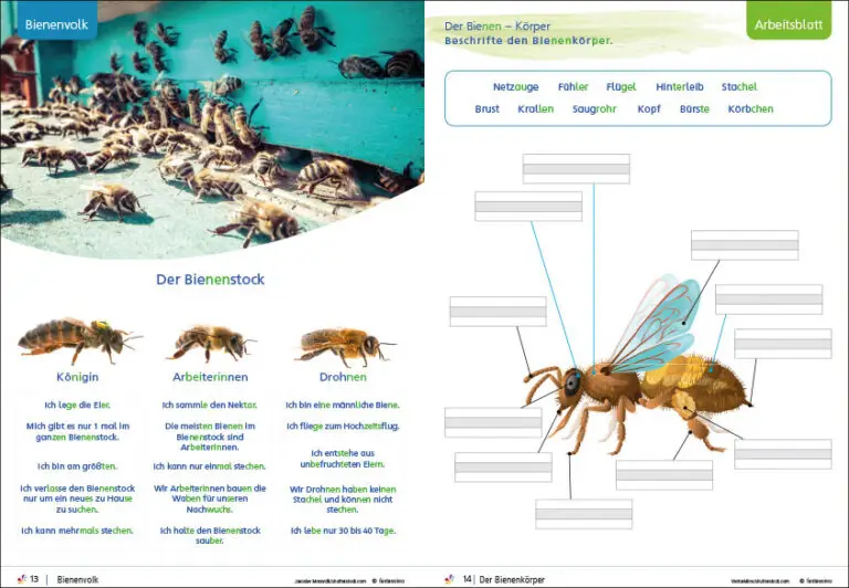 Unterrichtsmaterial Wiesentiere - Tierwissen für Grundschule Klass1 und 2